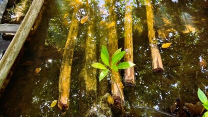 Wooden beams soaking in water Madagascar