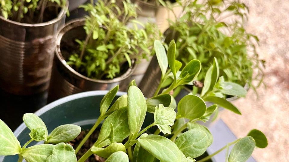 The Garden Initiative: Cultivating Commitment