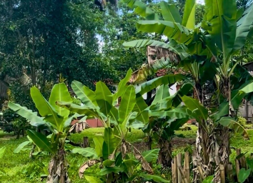 Banana palms in a lush garden in Madagascar